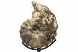 Cretaceous Ammonite (Mammites) Fossil with Metal Stand - Morocco #217414-1